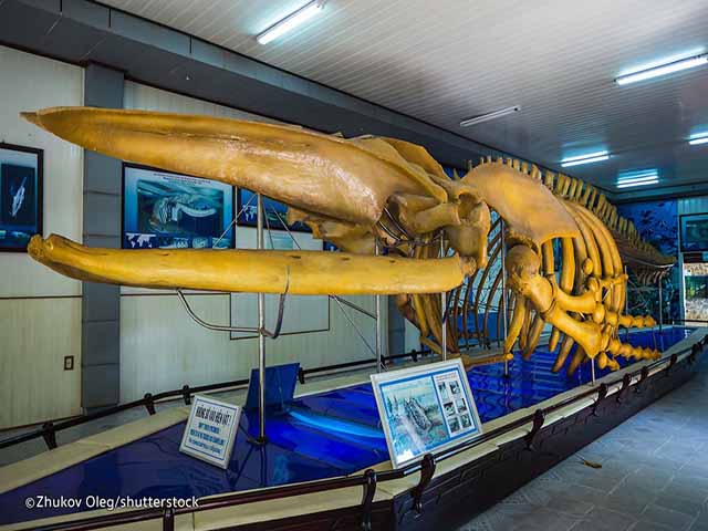 National Oceanographic Museum - TOP 5 Nha Trang Shore Excursions