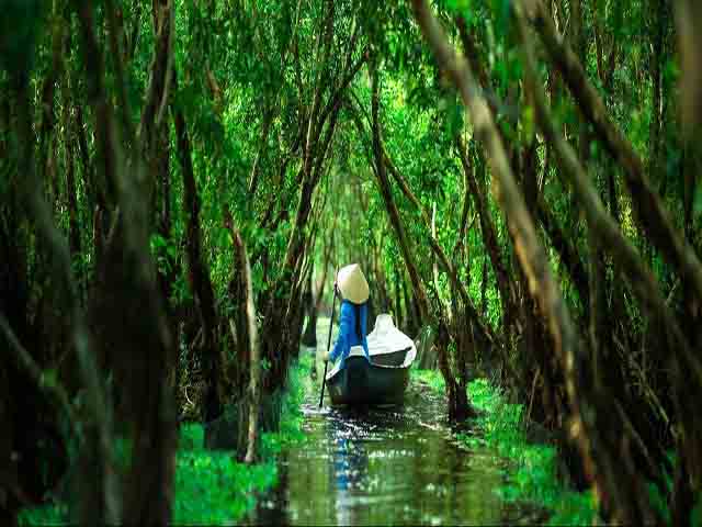 tra su forest - Mekong Delta Highlights & Travel Guide